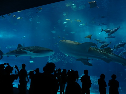 圖6:巨型玻璃前的兩鯨相遇